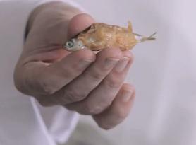 Leckere kleine Goldfische sind Teil der Marinade.